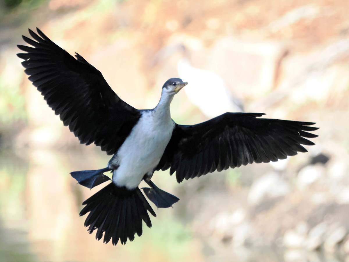 Little Pied Cormorant - ML522132601
