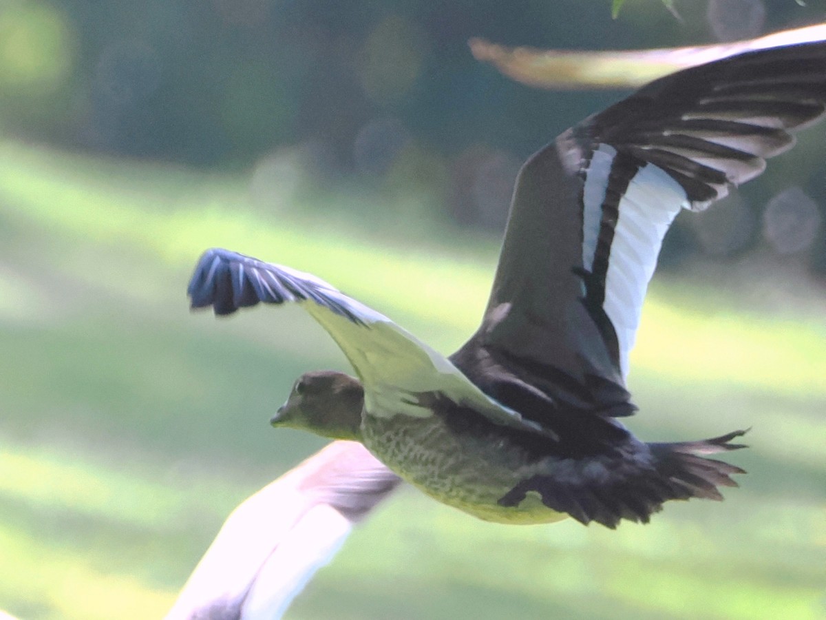 Maned Duck - ML522132661