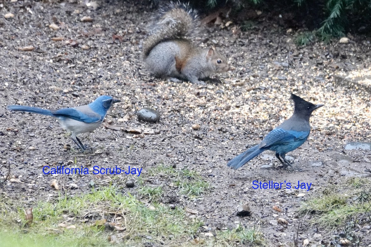 California Scrub-Jay - Jill Punches