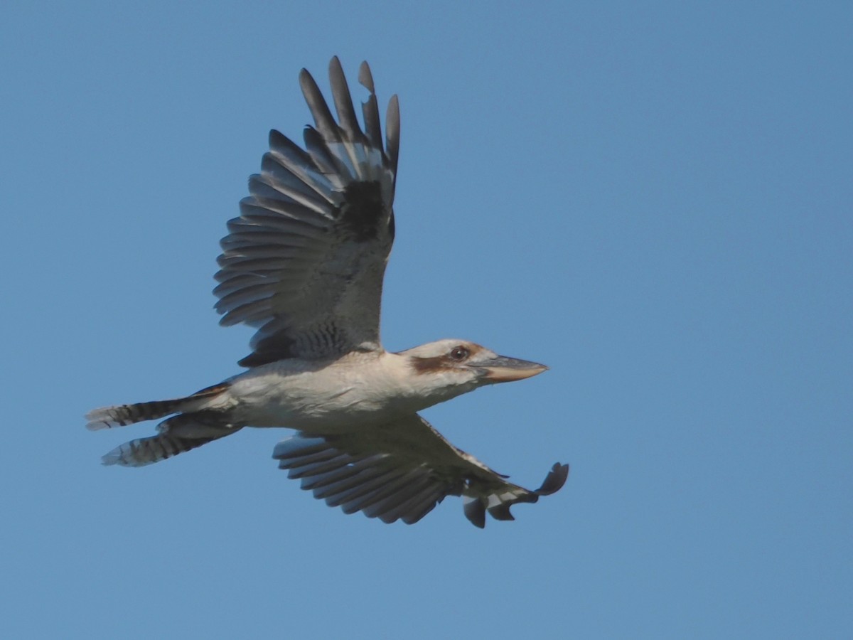 Laughing Kookaburra - ML522132711