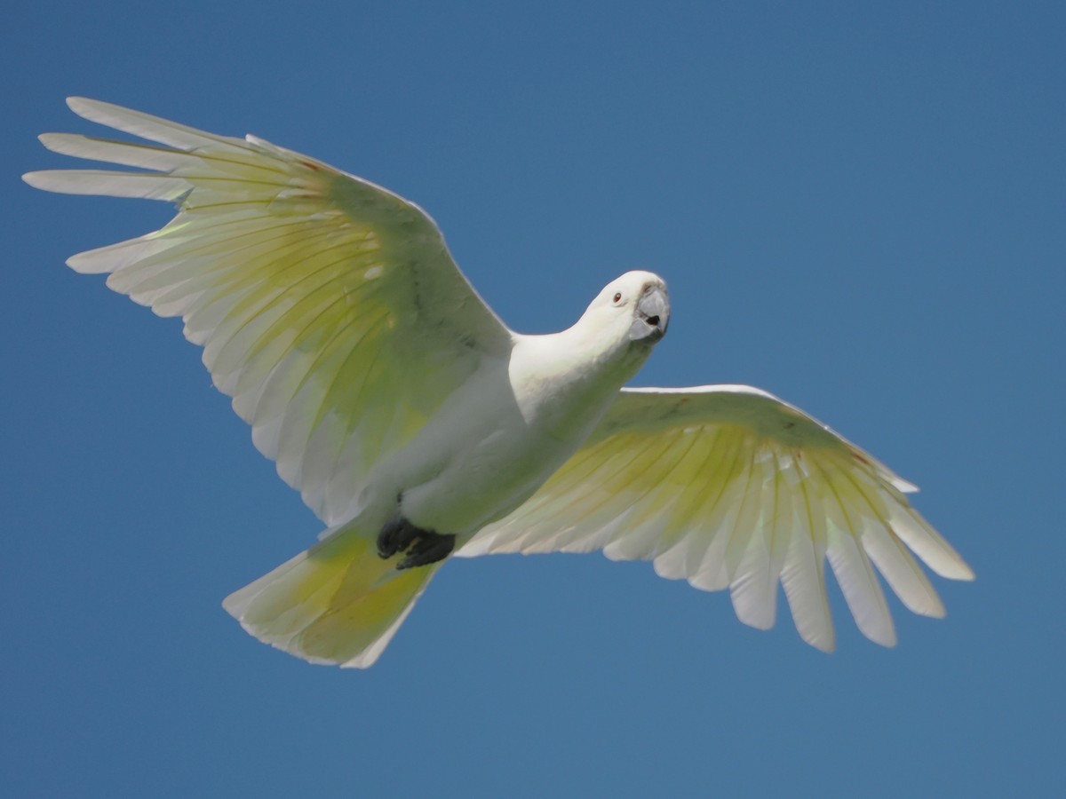 Sulphur-crested Cockatoo - ML522132721
