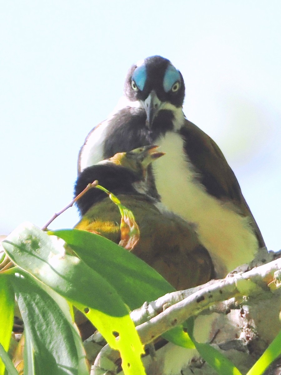 Blue-faced Honeyeater - ML522132751