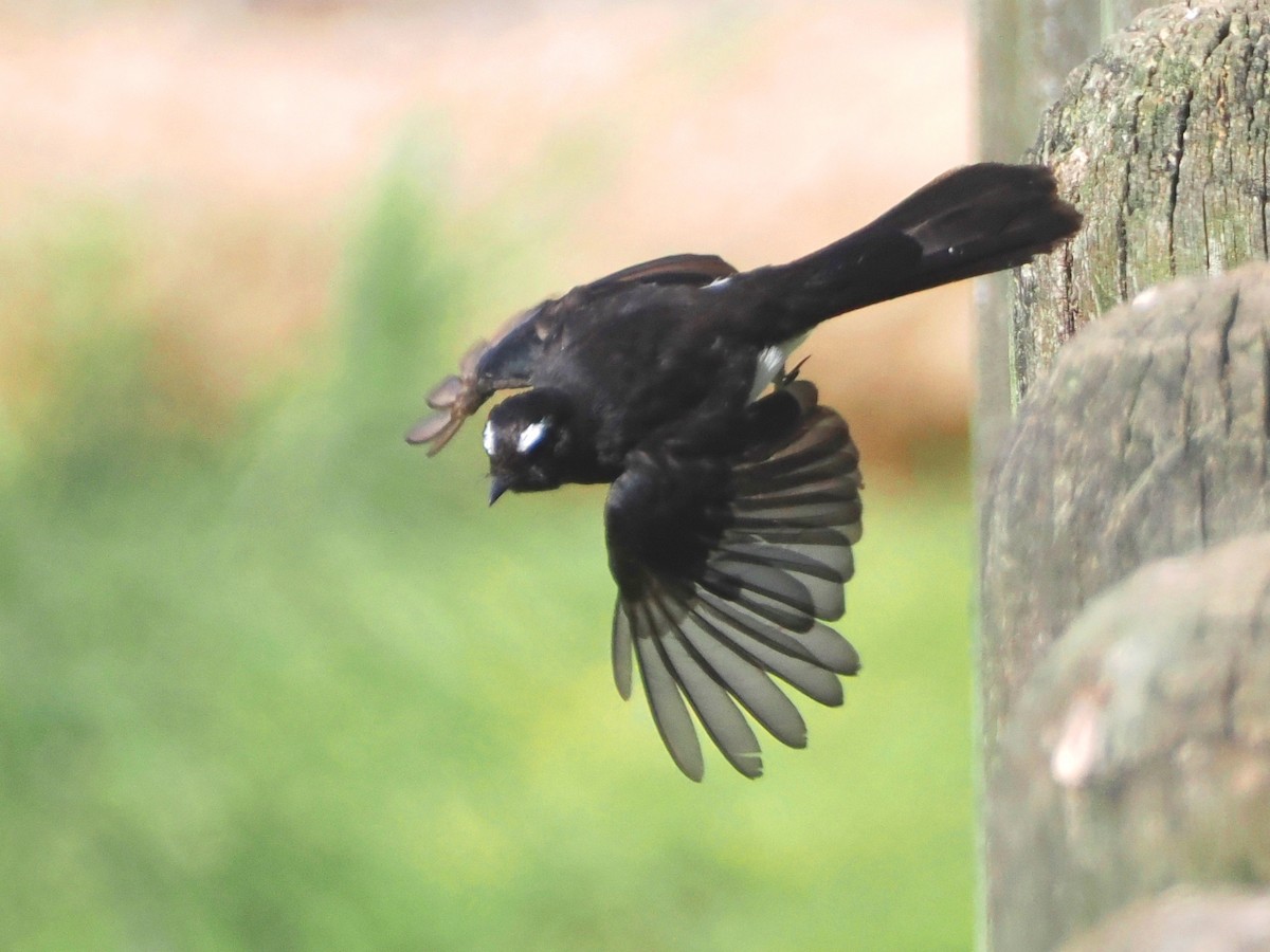 Willie-wagtail - ML522132771