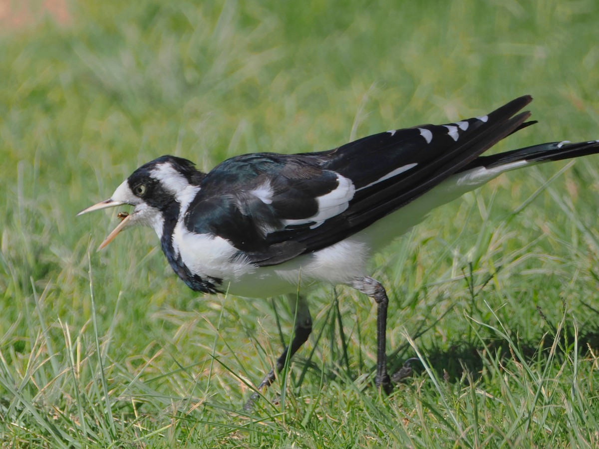 Magpie-lark - ML522132841