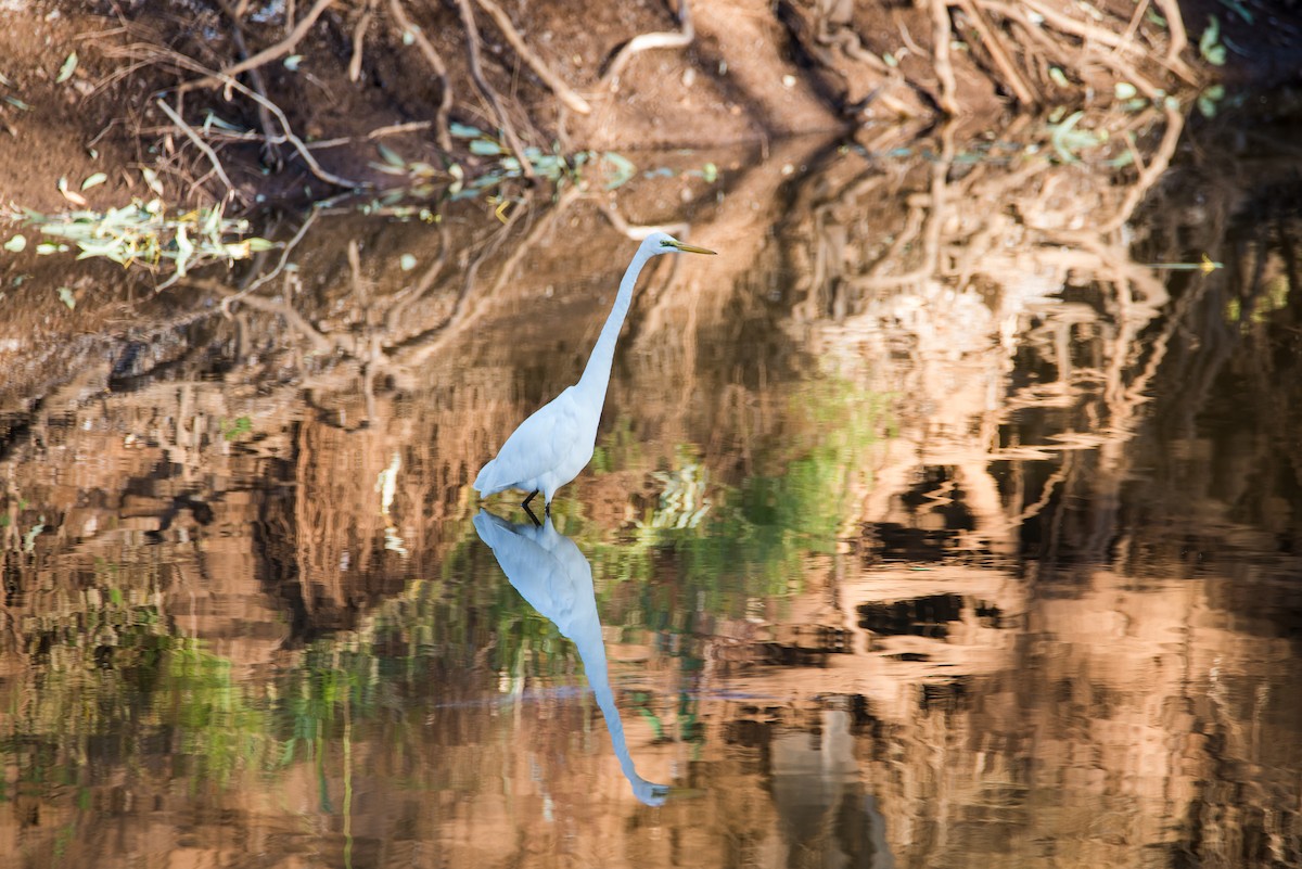 大白鷺 - ML52213341