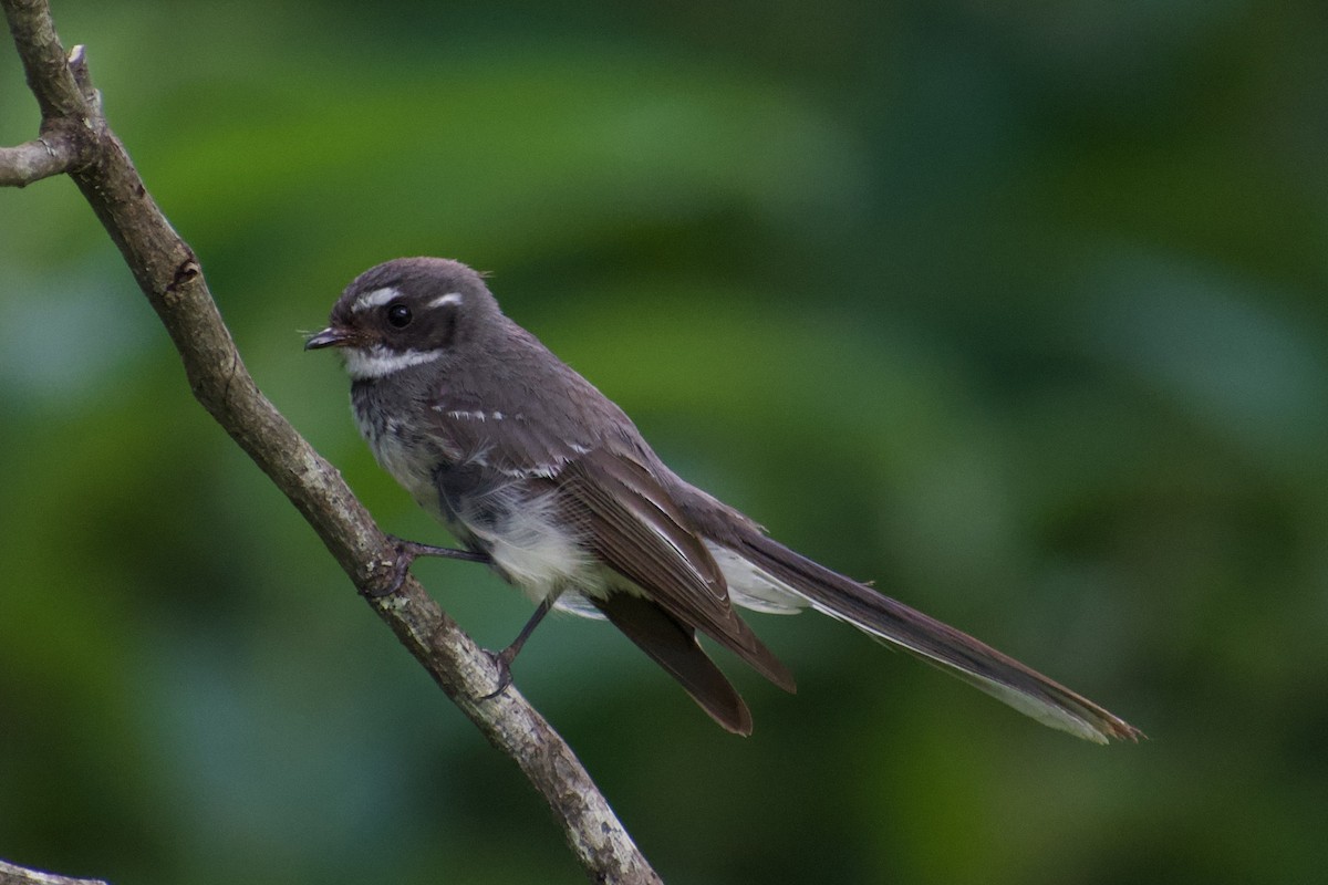 Gray Fantail - ML522136781