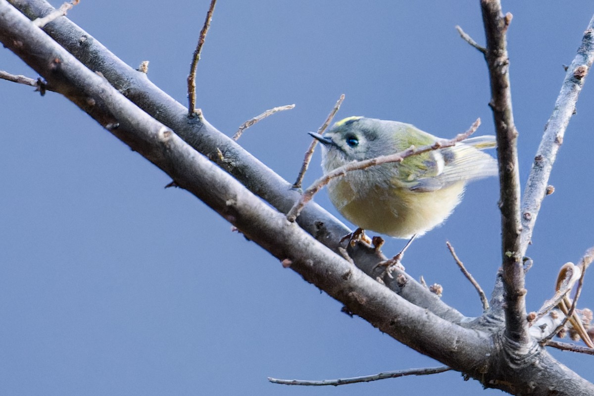 Goldcrest (Asian) - ML522136971