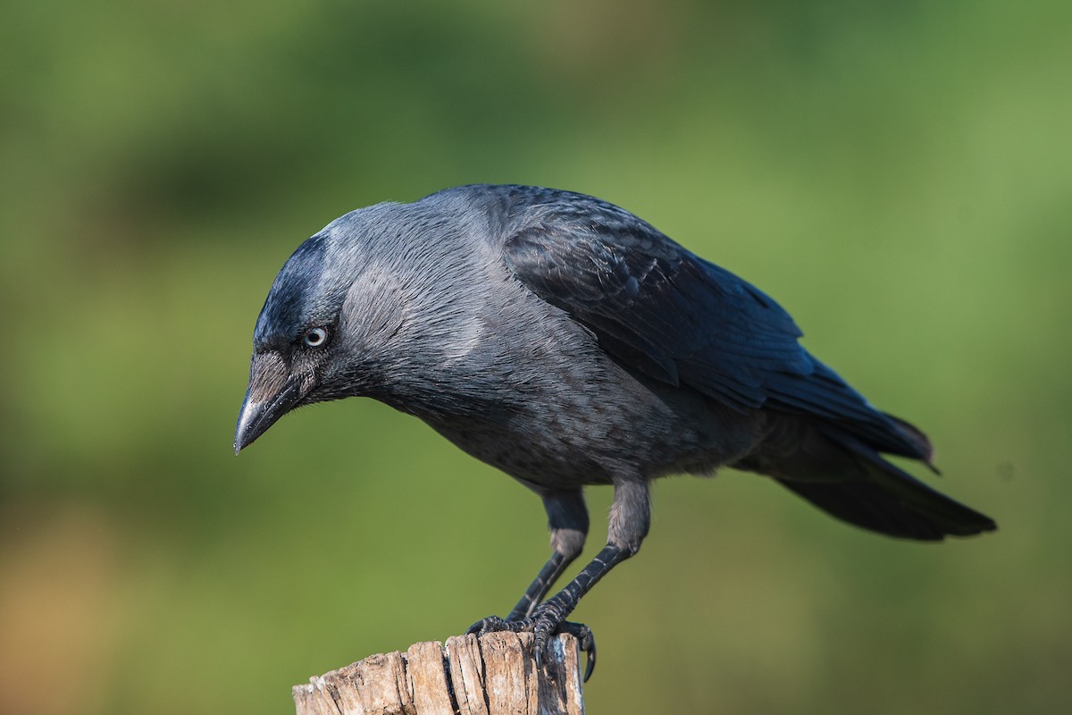 Eurasian Jackdaw - Omer Toy