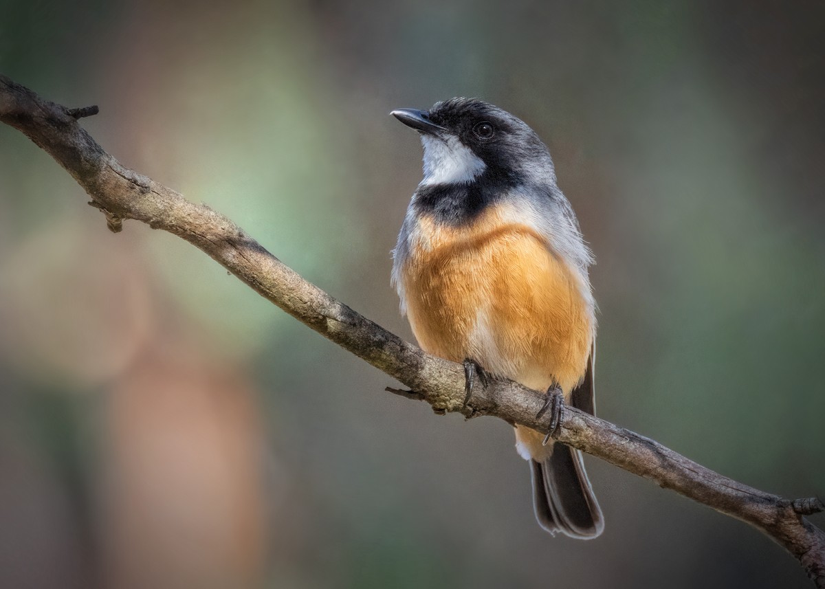 Rufous Whistler - ML522139851