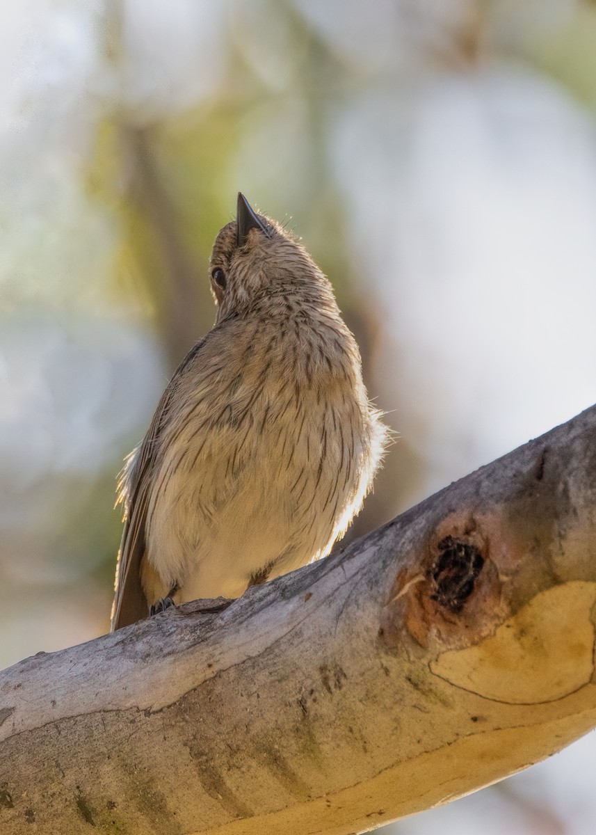 Rufous Whistler - ML522139861