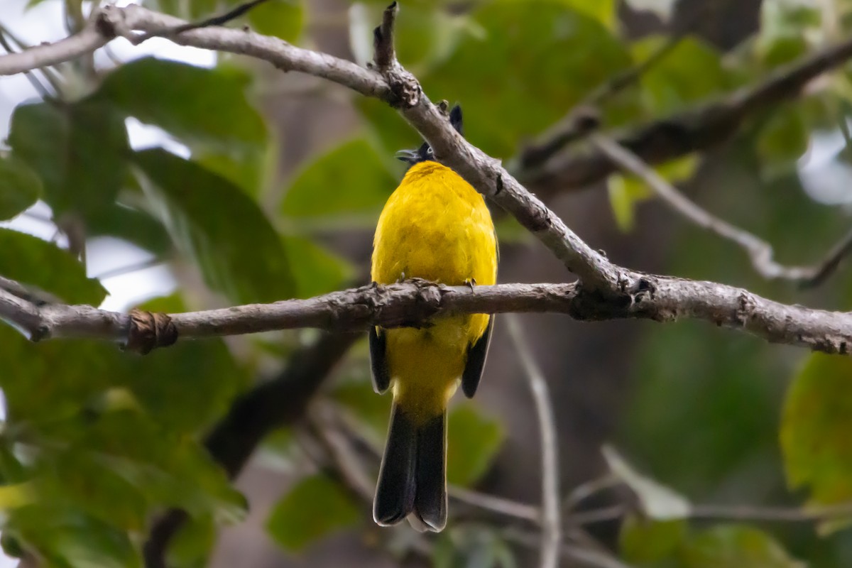 Black-crested Bulbul - ML522140551