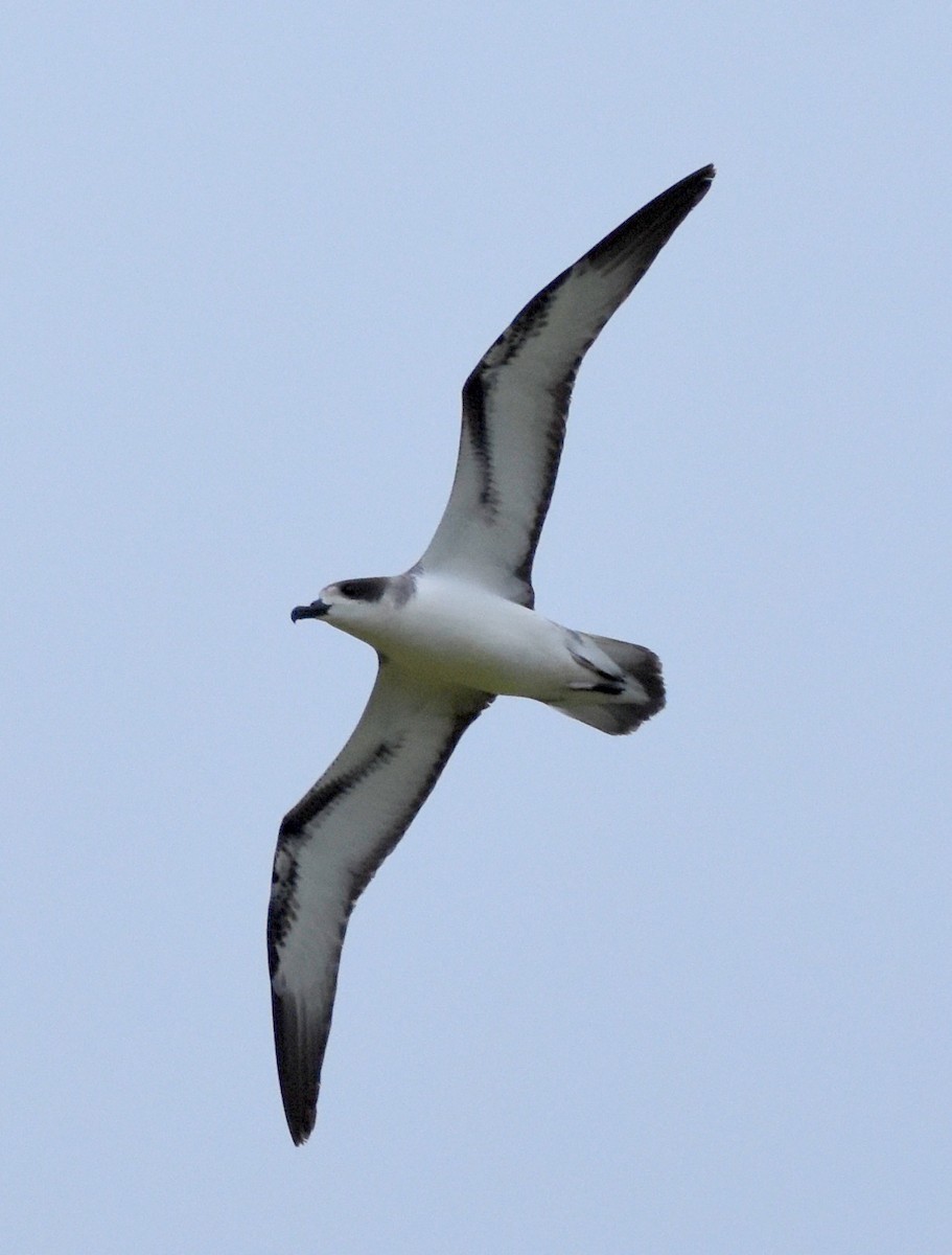 Barau's Petrel - ML522140951