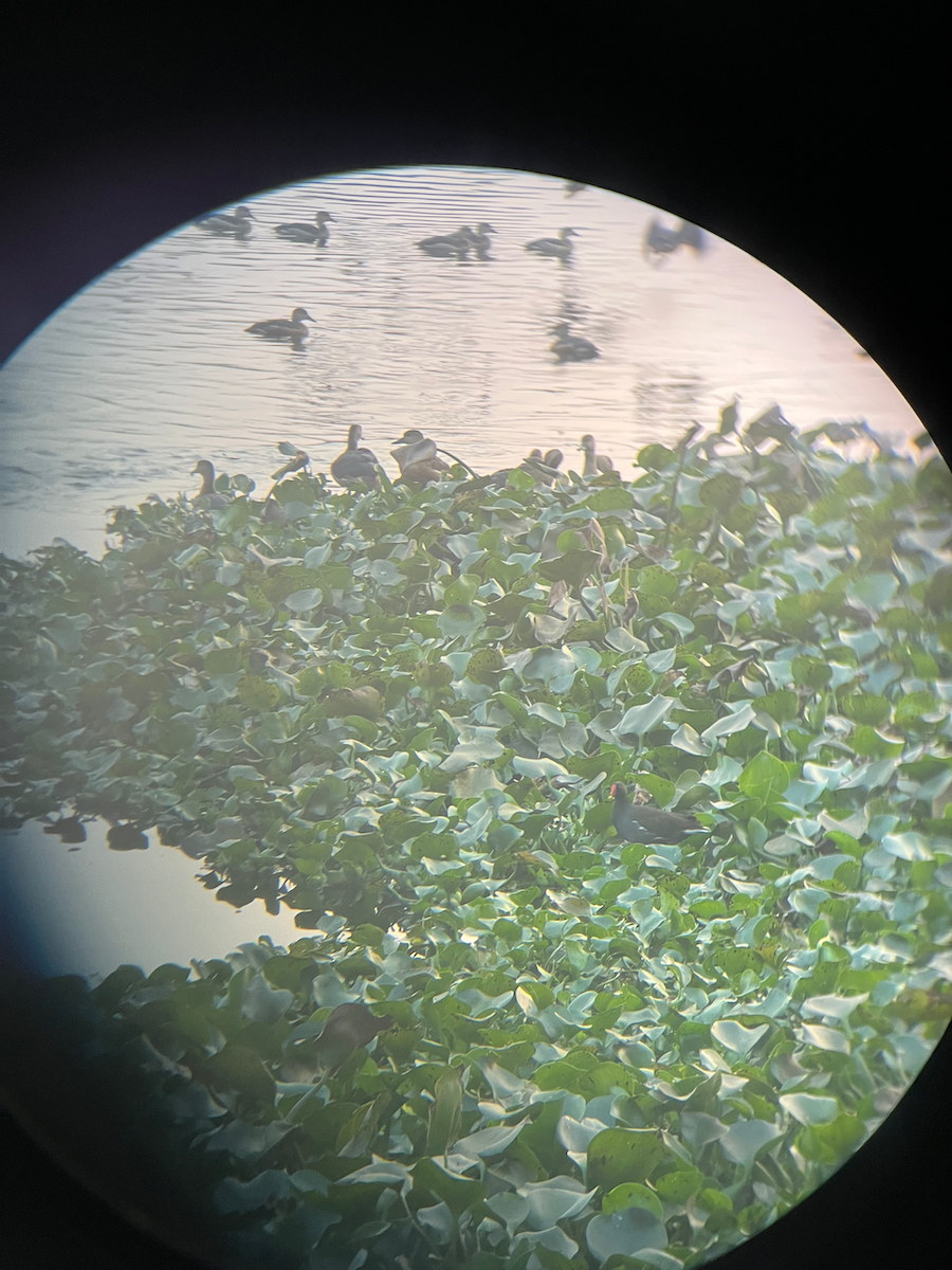 Eurasian Moorhen - ML522142101