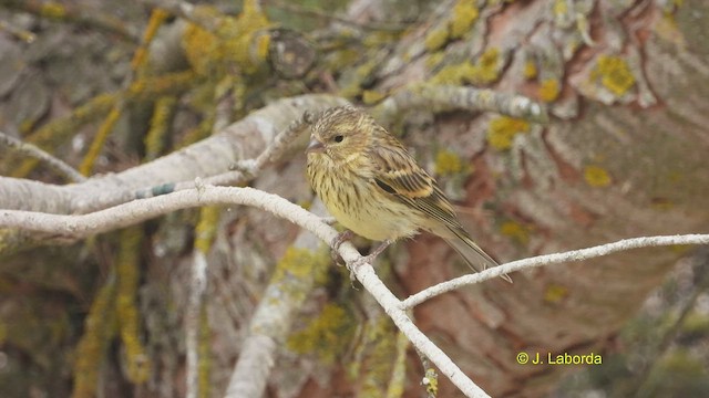 European Serin - ML522144321