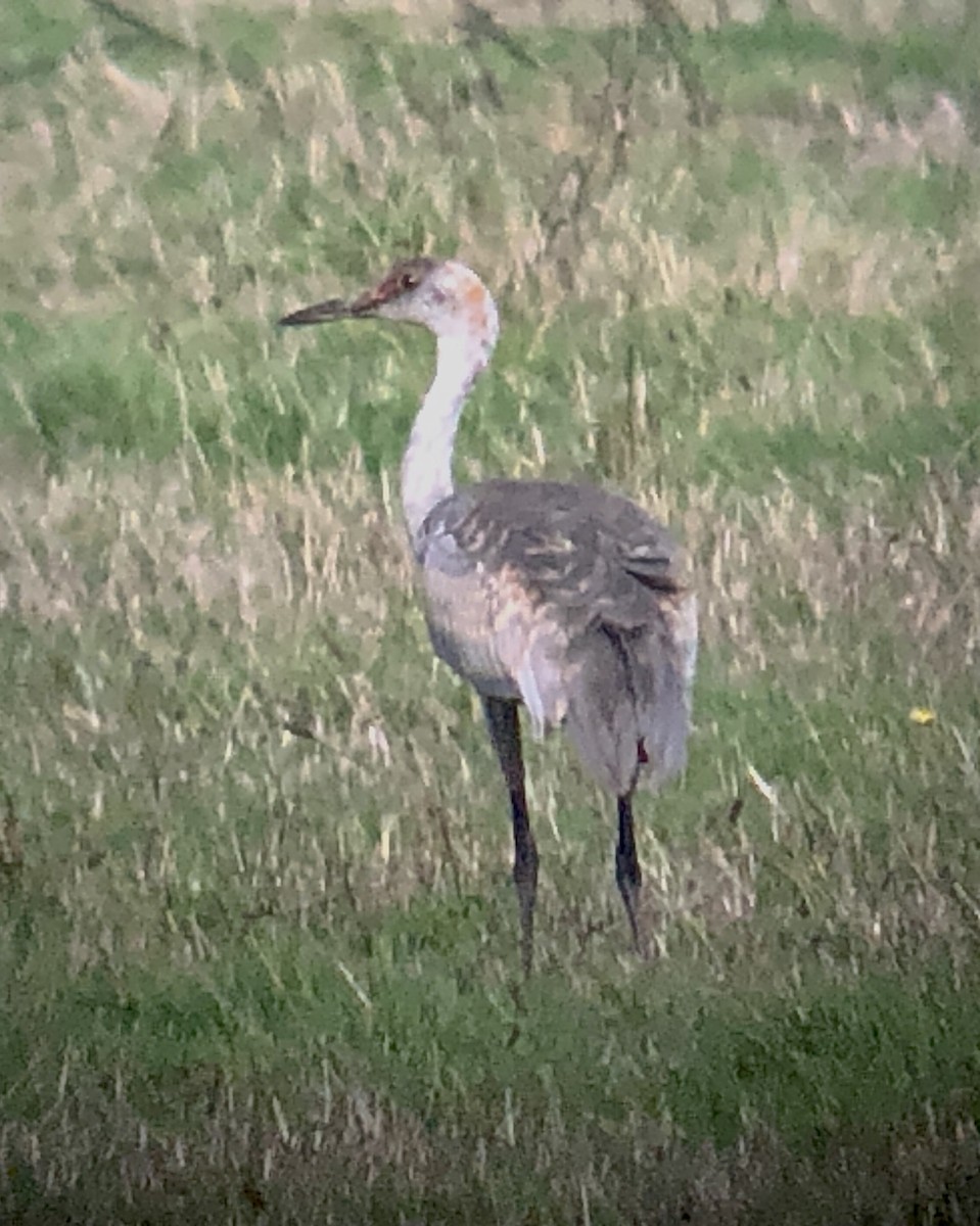 Sandhill Crane - Gary Bloomfield