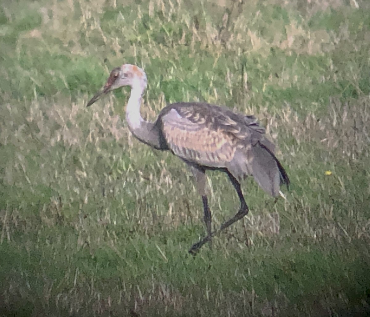 Sandhill Crane - ML522145201