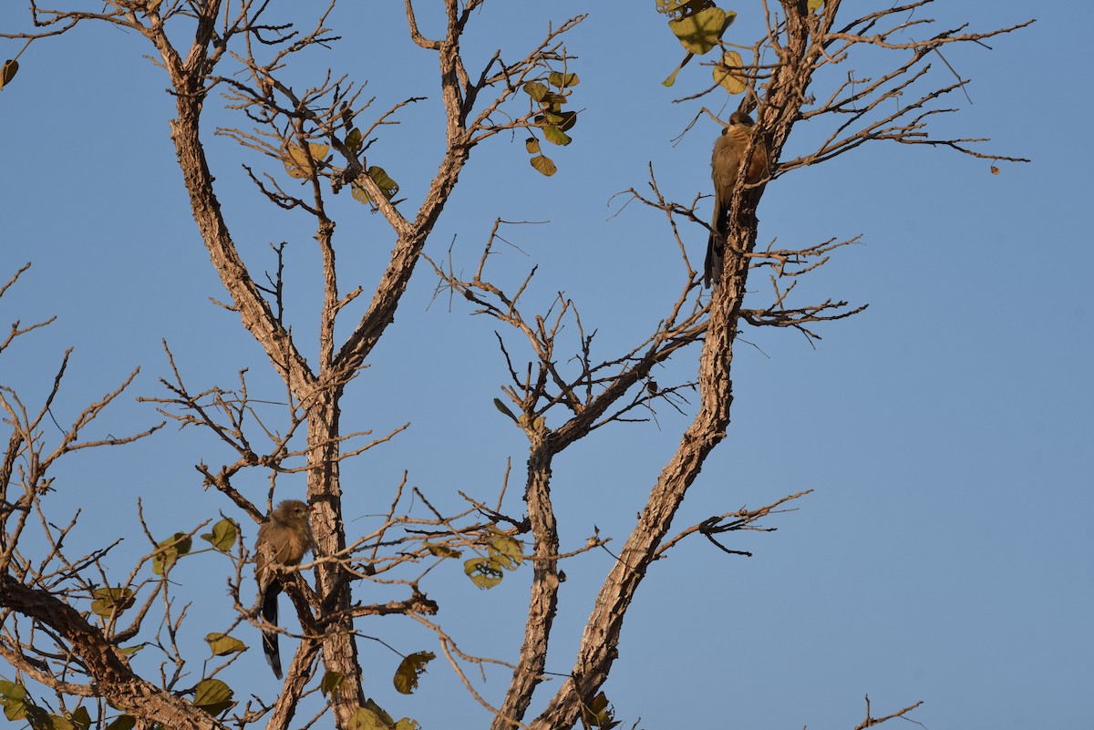 Sirkeer Malkoha - ML522145601