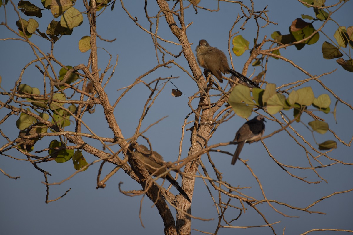 Sirkeer Malkoha - ML522145611