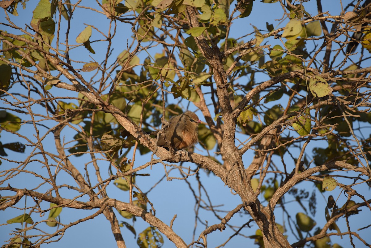 Sirkeer Malkoha - ML522145621