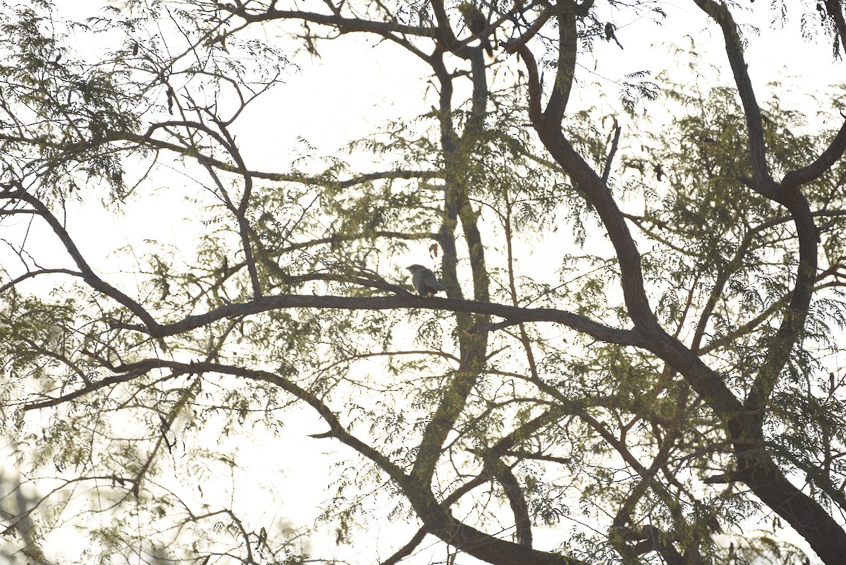 Sirkeer Malkoha - ML522145631