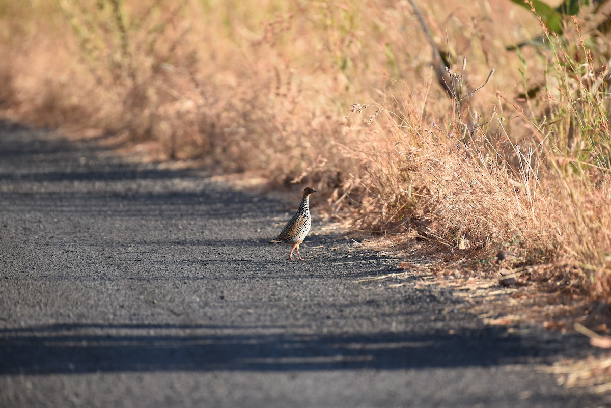Painted Francolin - ML522145671