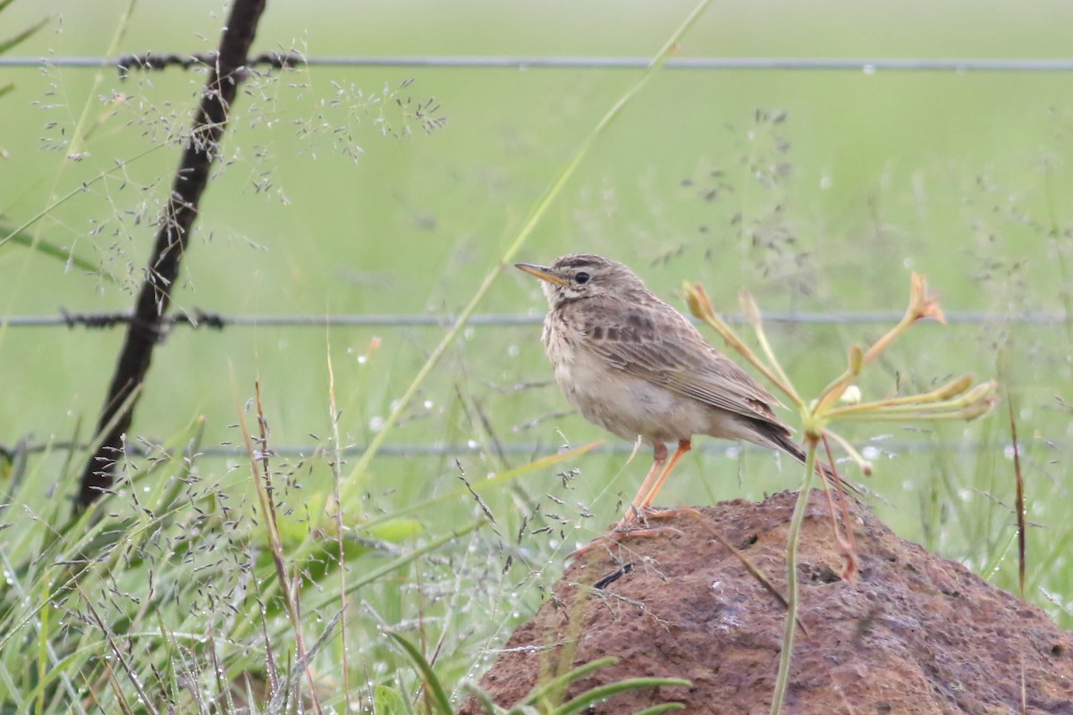 African Pipit (African) - ML522149601