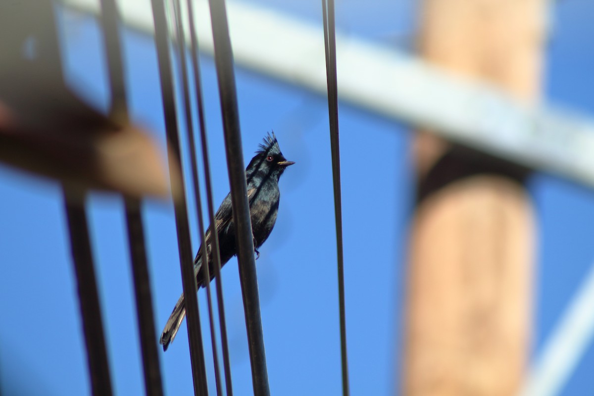 Phainopepla - ML522150841