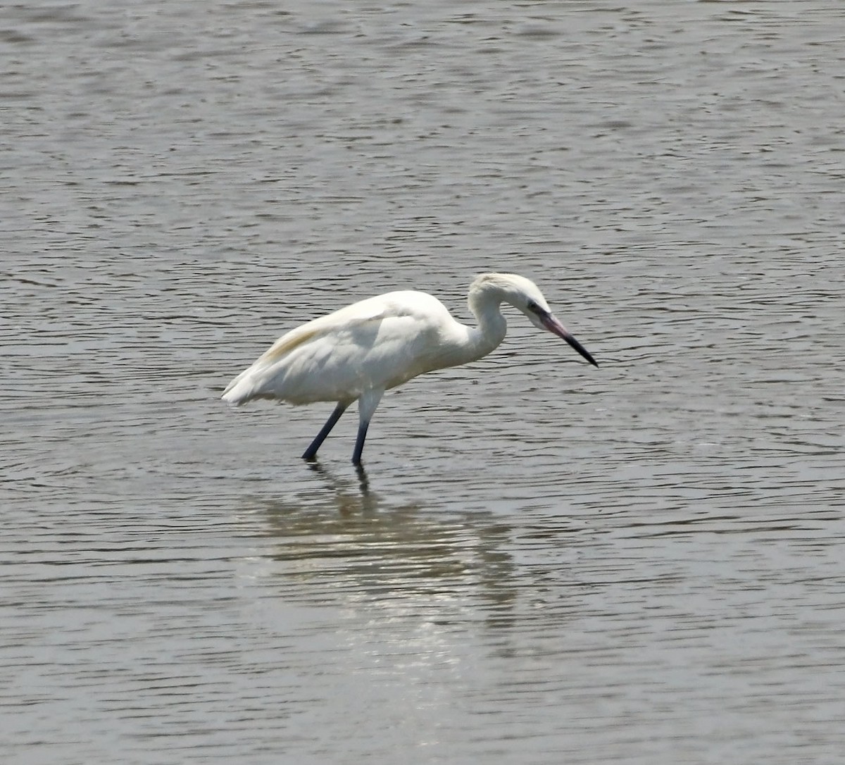 Reddish Egret - Trevor Ellery