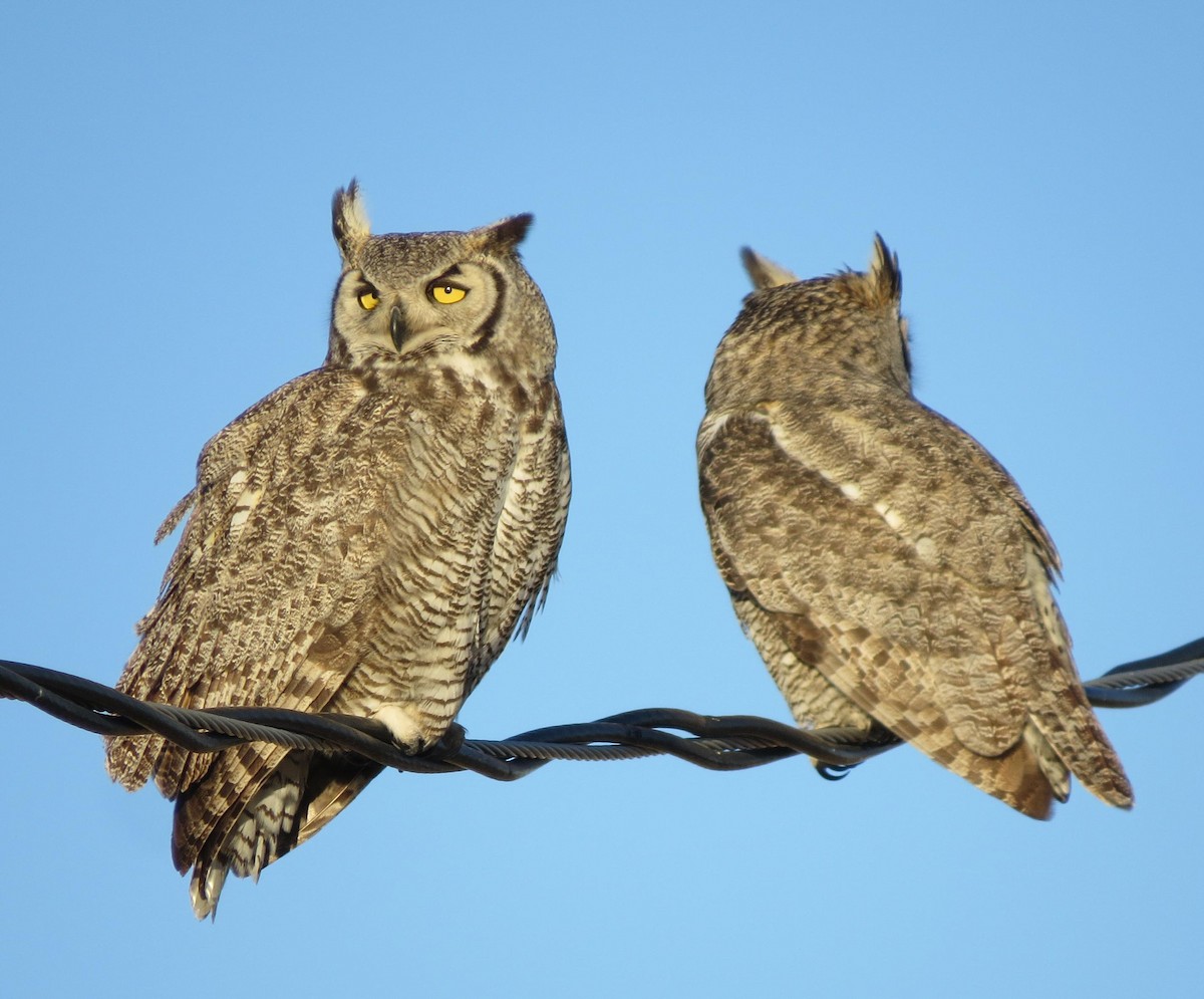 Great Horned Owl - Ed Dunn