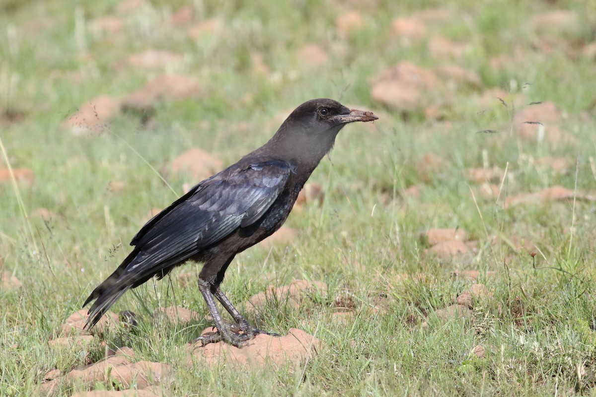 Cape Crow - Anton Liebermann
