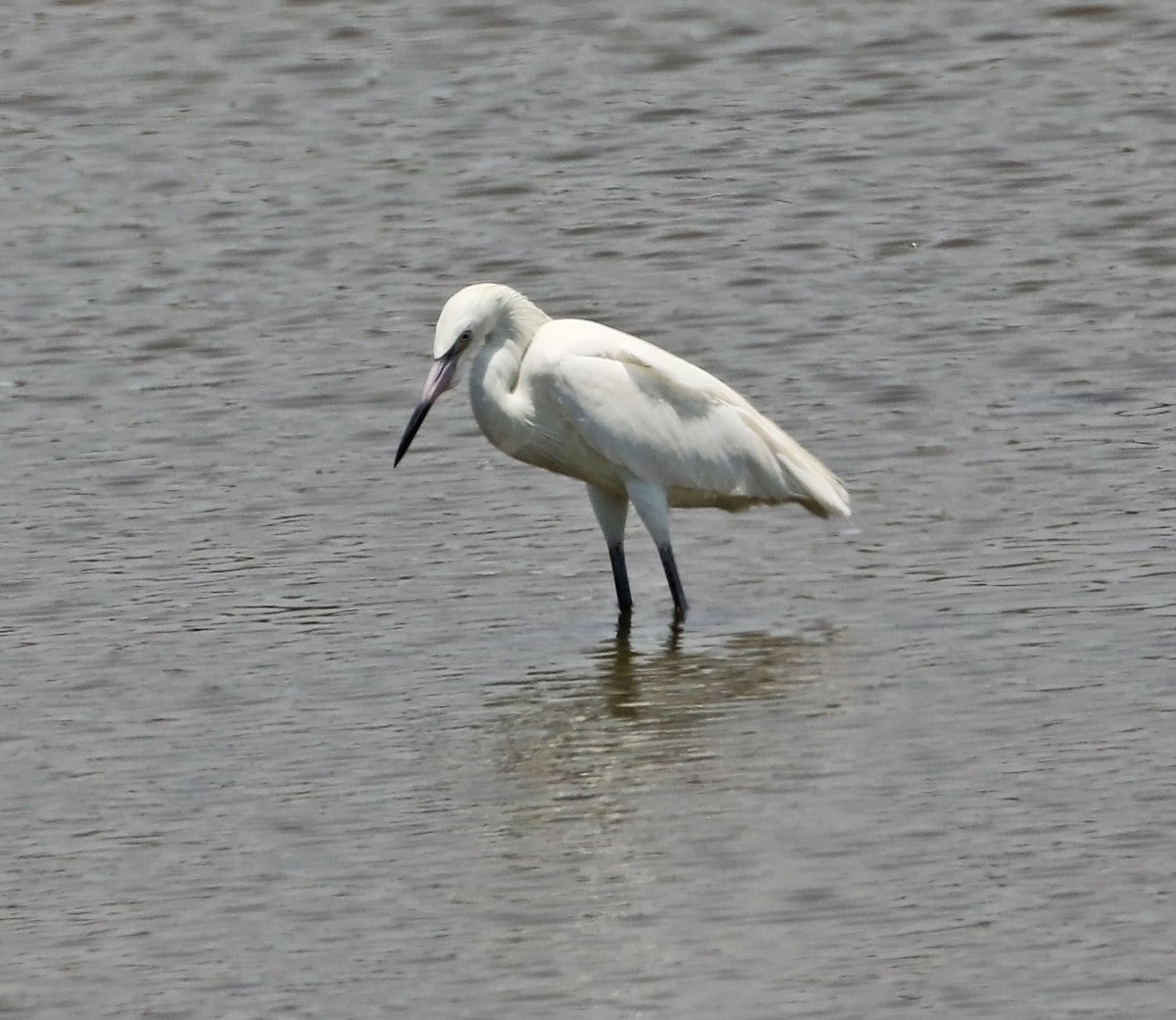 Reddish Egret - Trevor Ellery