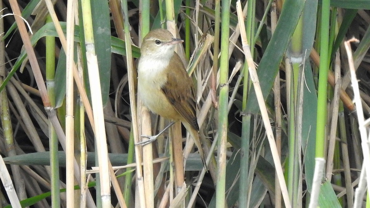 Oriental Reed Warbler - ML522151571