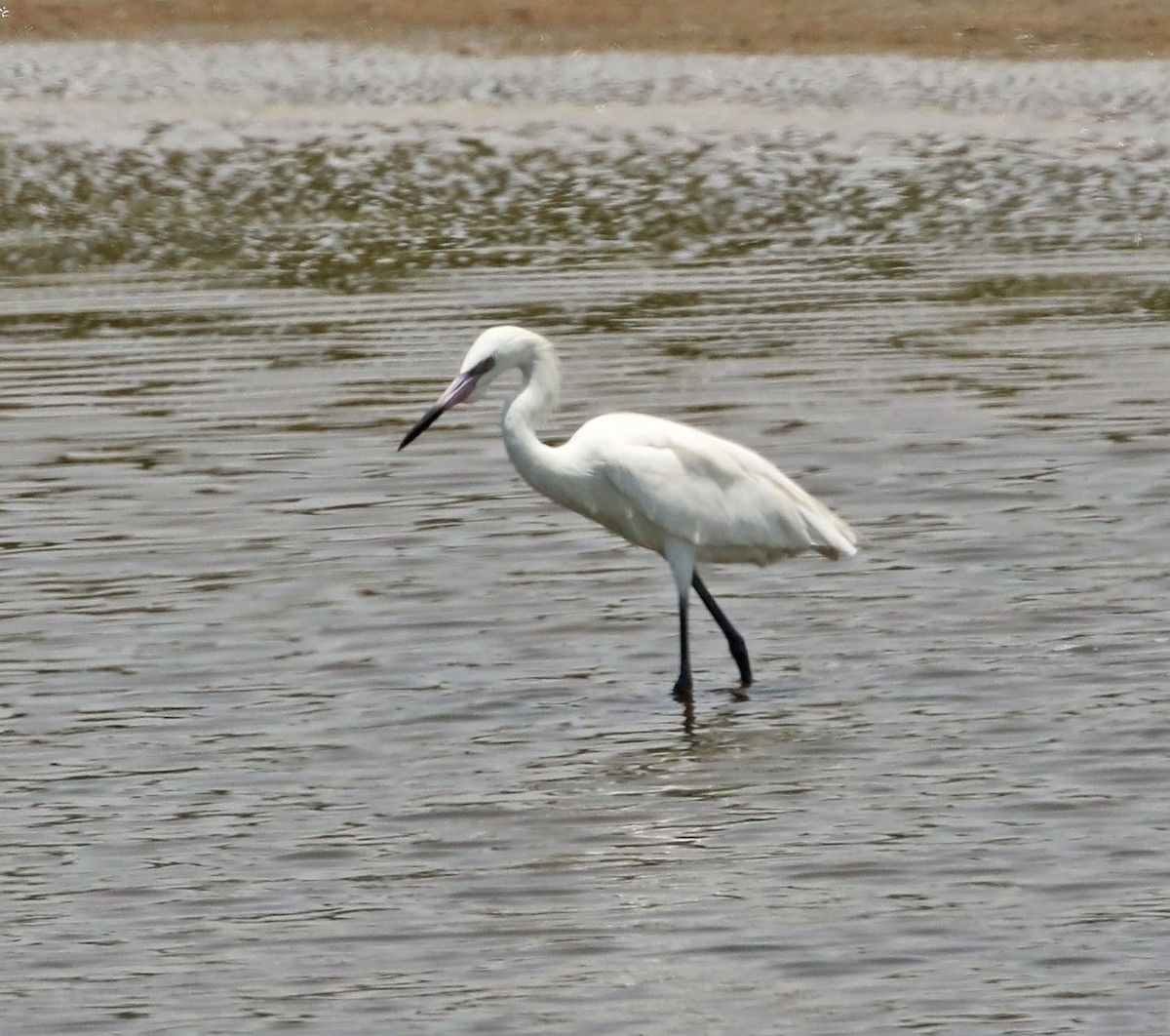 Reddish Egret - Trevor Ellery