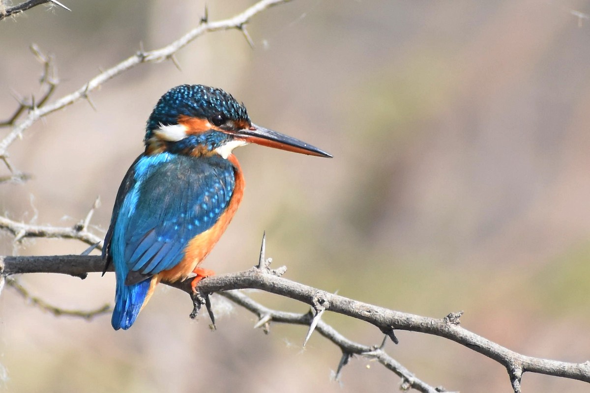 Martin-pêcheur d'Europe - ML522152781