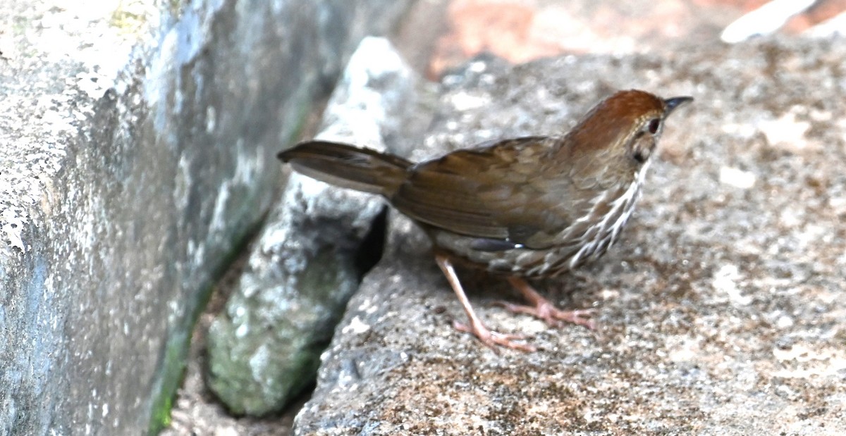 Puff-throated Babbler - Sajeev Krishnan