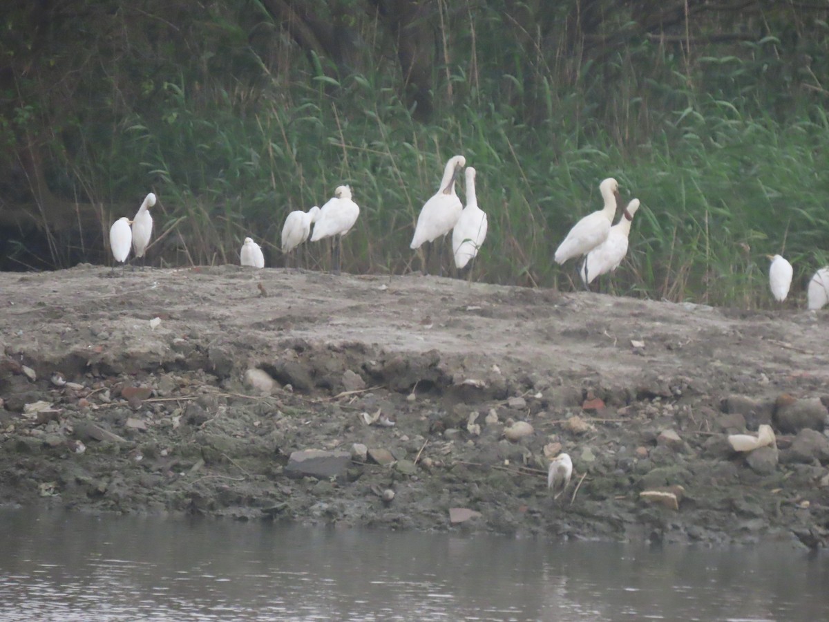 Eurasian Spoonbill - ML522153981