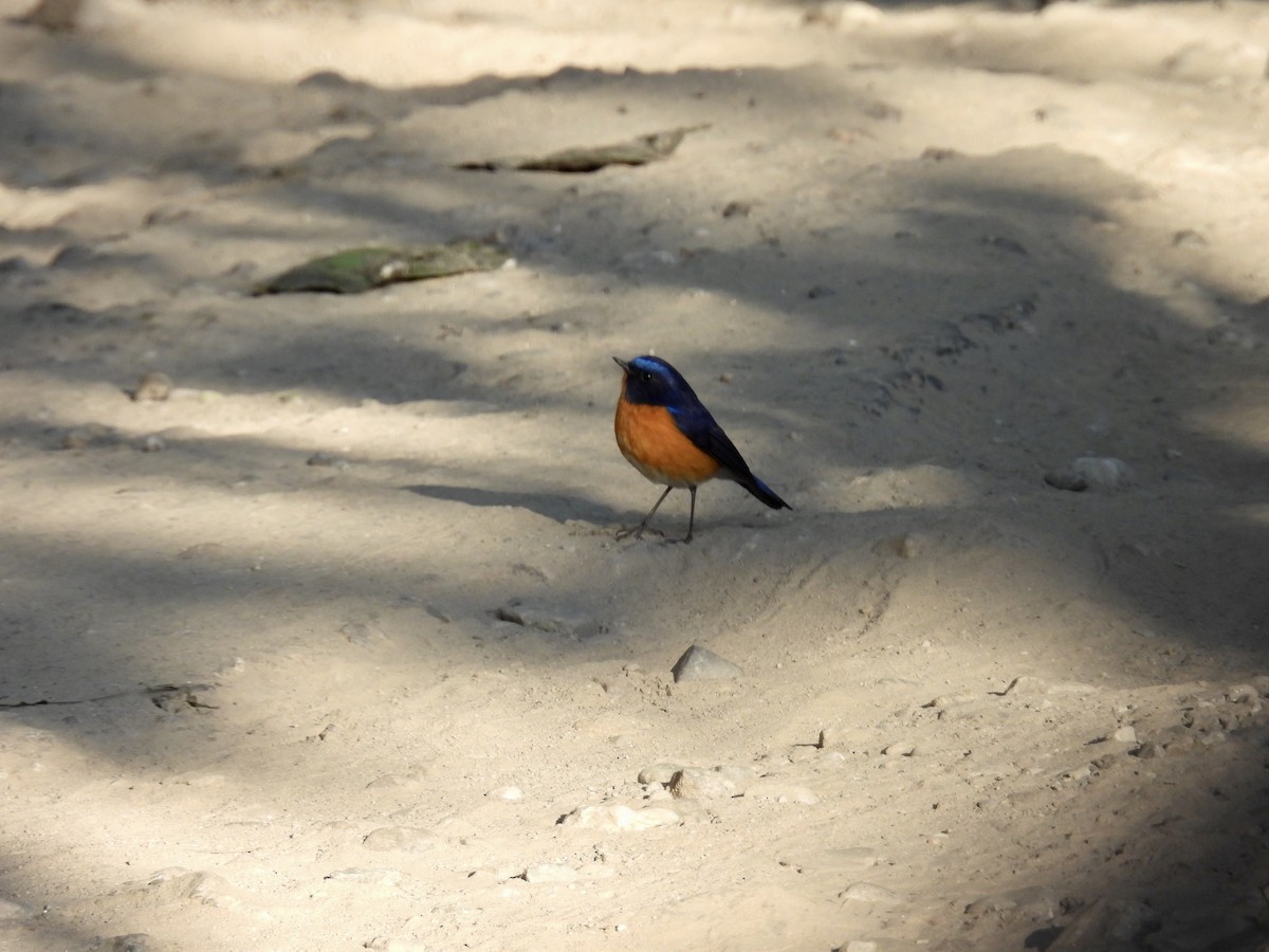 Rufous-breasted Bush-Robin - Sumedh Jog