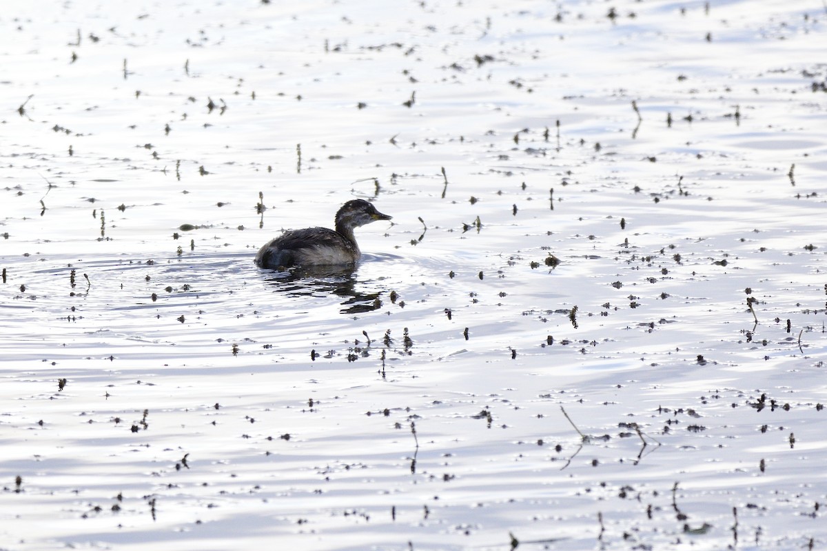 Australasian Grebe - ML522158021