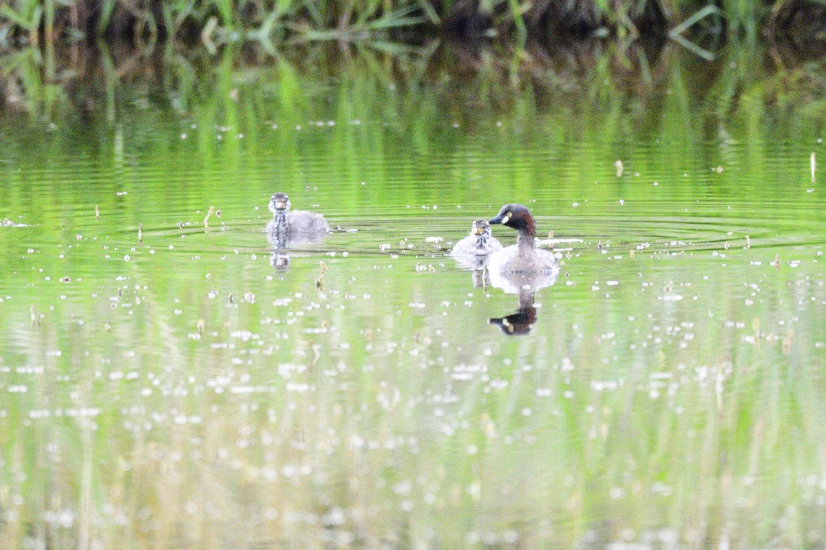 Australasian Grebe - ML522158041