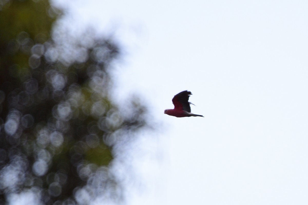 Cacatúa Galah - ML522158231