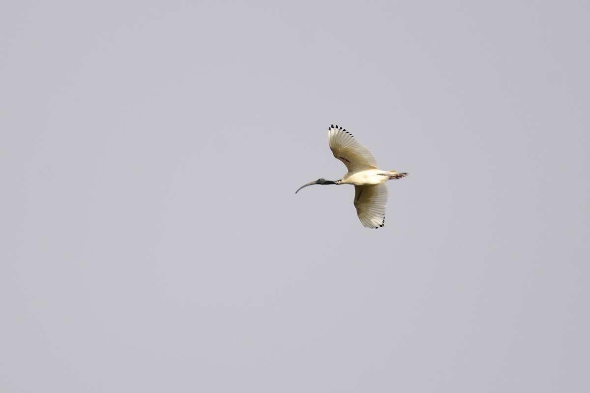 ibis australský - ML522158301