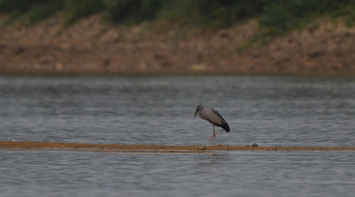 Asian Openbill - prem sai