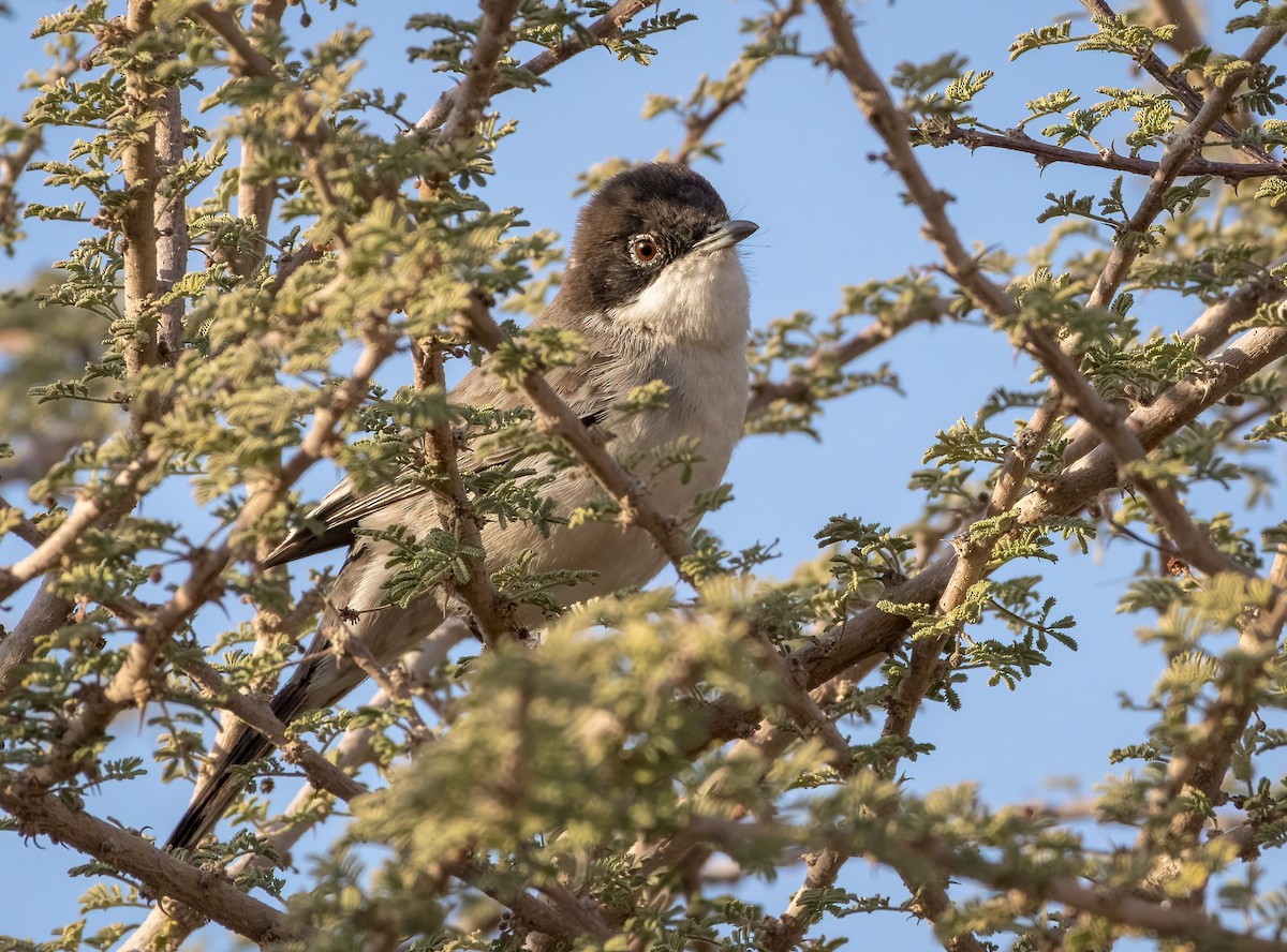 Arabian Warbler - ML522160461