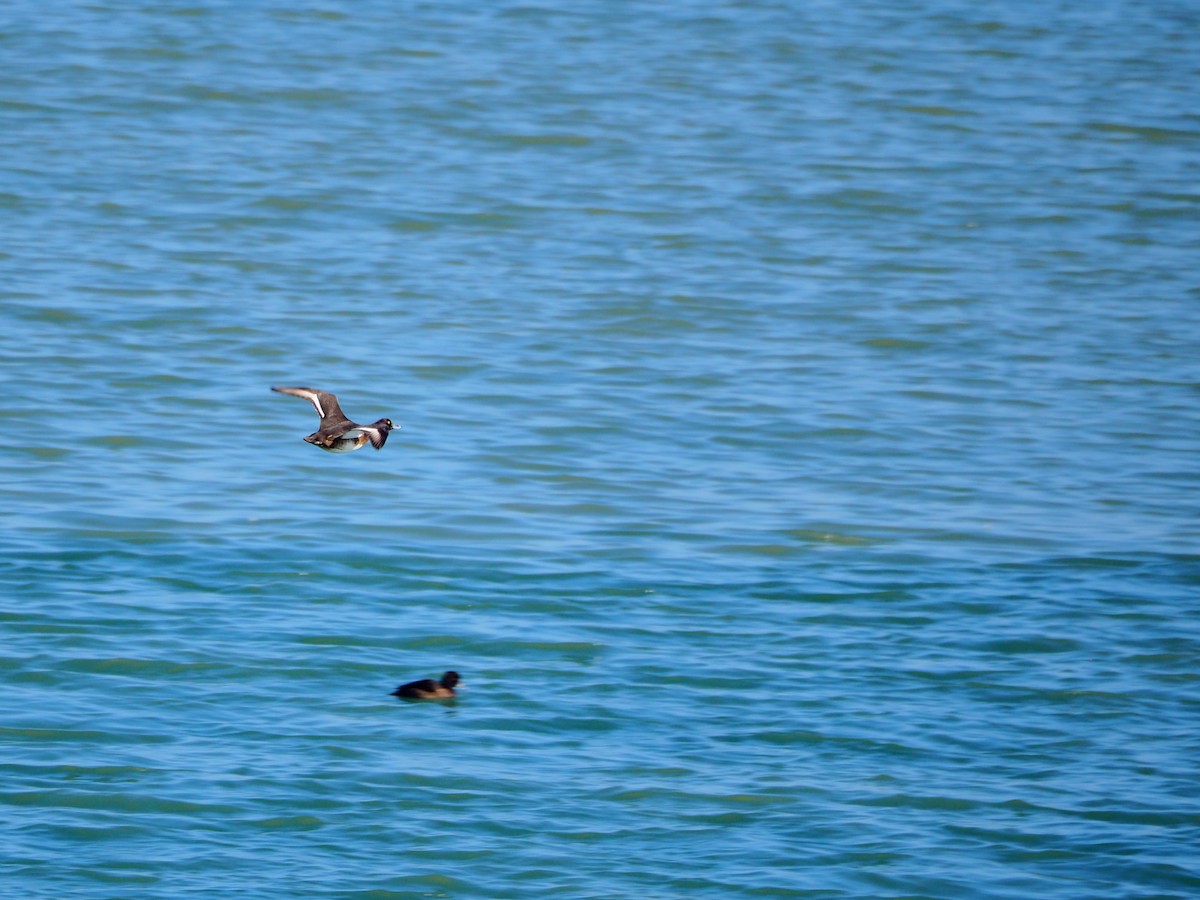 Tufted Duck - ML522160941