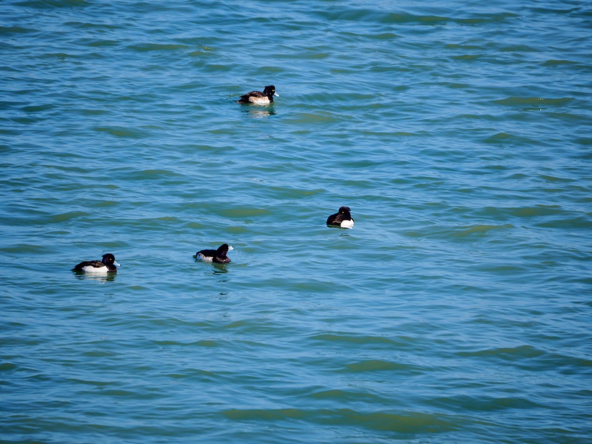 Tufted Duck - ML522160951