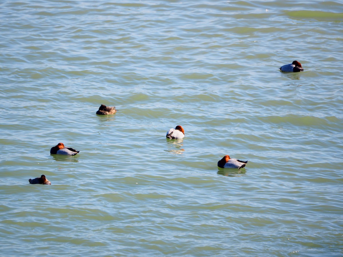 Common Pochard - ML522160991