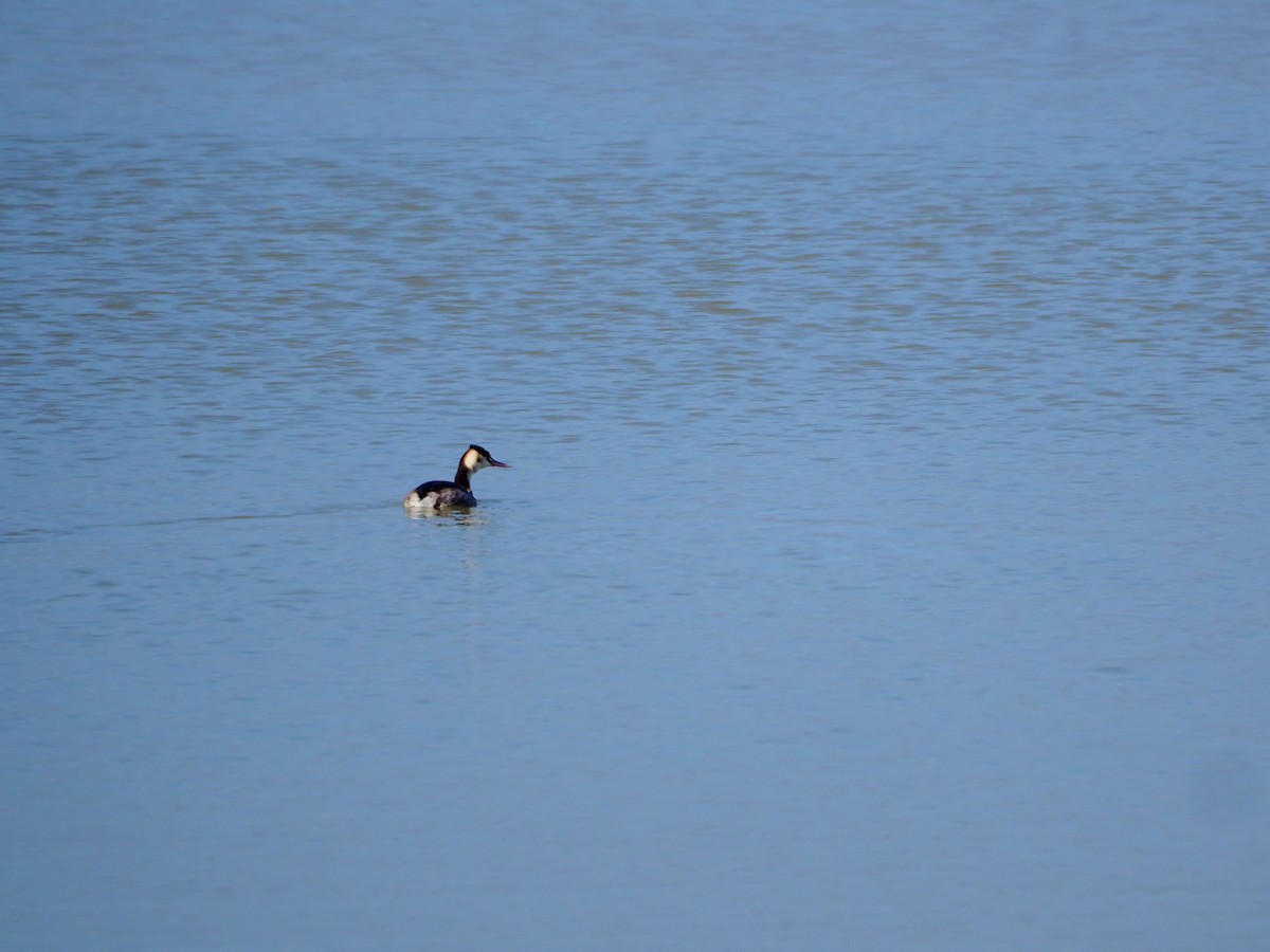Great Crested Grebe - ML522161071