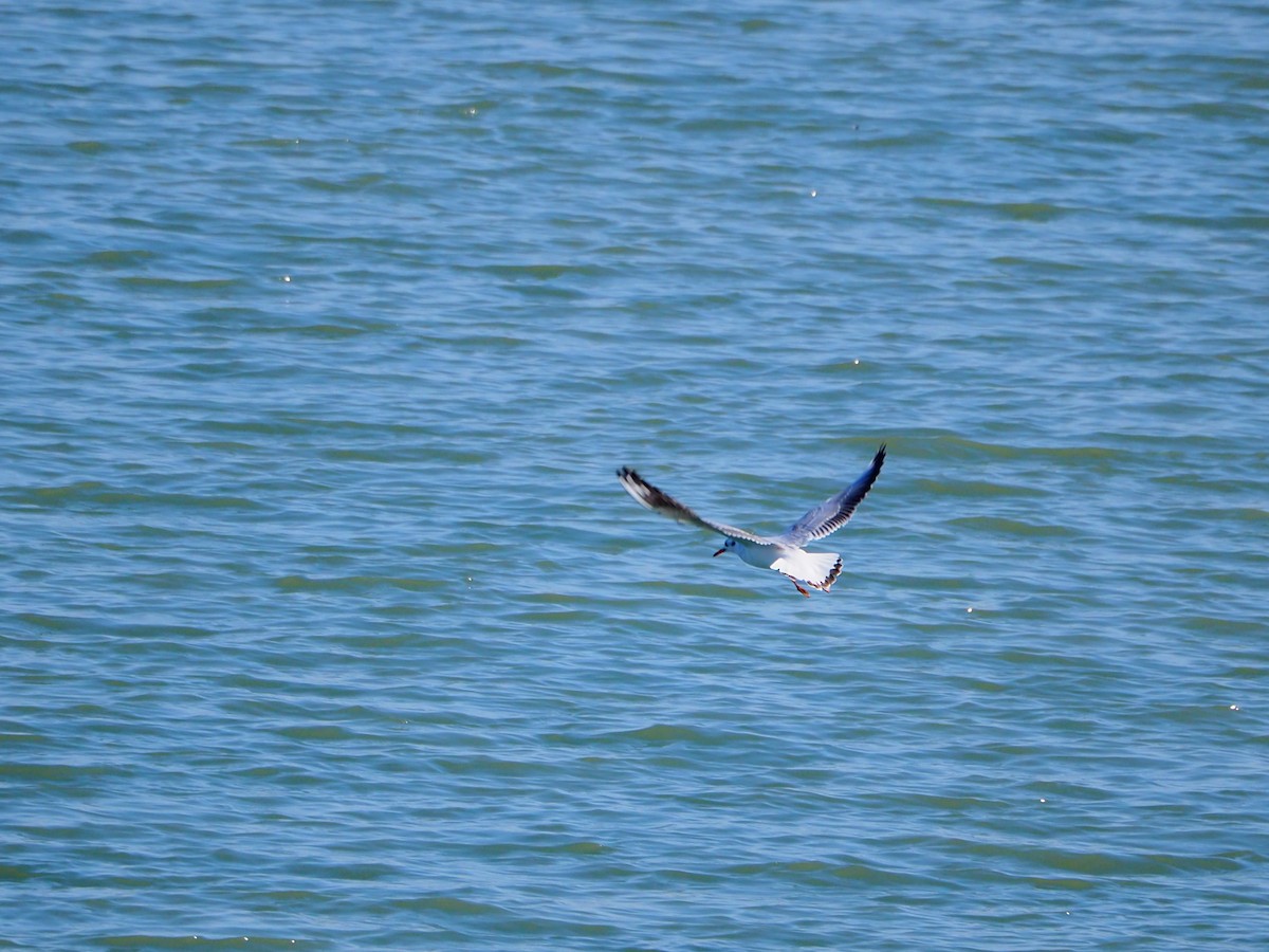 Black-headed Gull - ML522161111