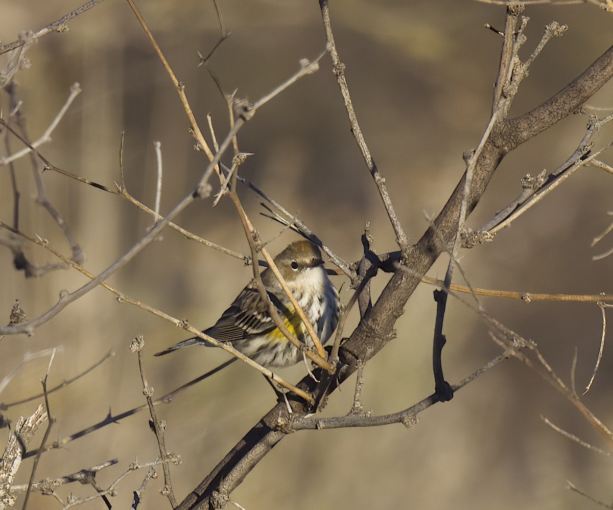 Yellow-rumped Warbler (Myrtle) - ML522161631
