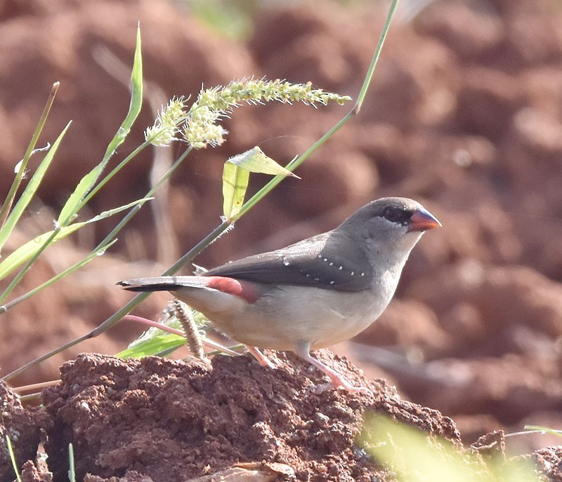 Red Avadavat - ML522163101